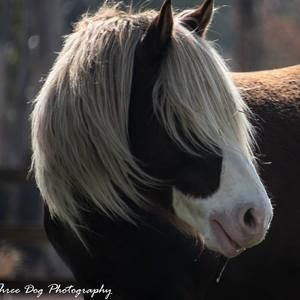 Meet your Posher, Sandy